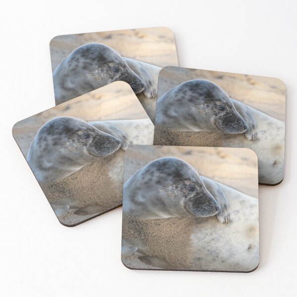 Item preview, Young seal on Norfolk beach designed and sold by cdkphotos.