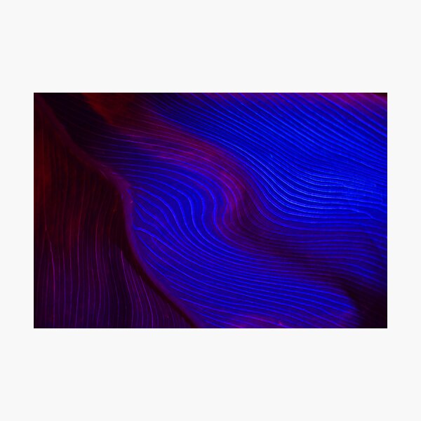 Aperçu de l'œuvre ultra-violet créée et vendue par spike.
