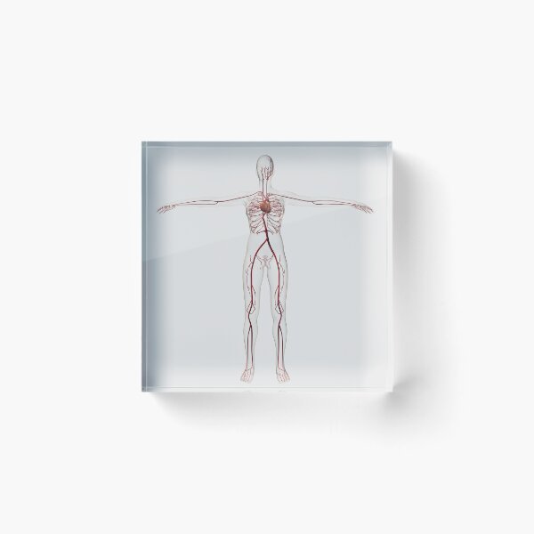 Item preview, STK700270H-Medical illustration of female circulatory system with heart and arteries. designed and sold by StocktrekImages.