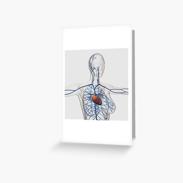 Scapula anatomy | Greeting Card