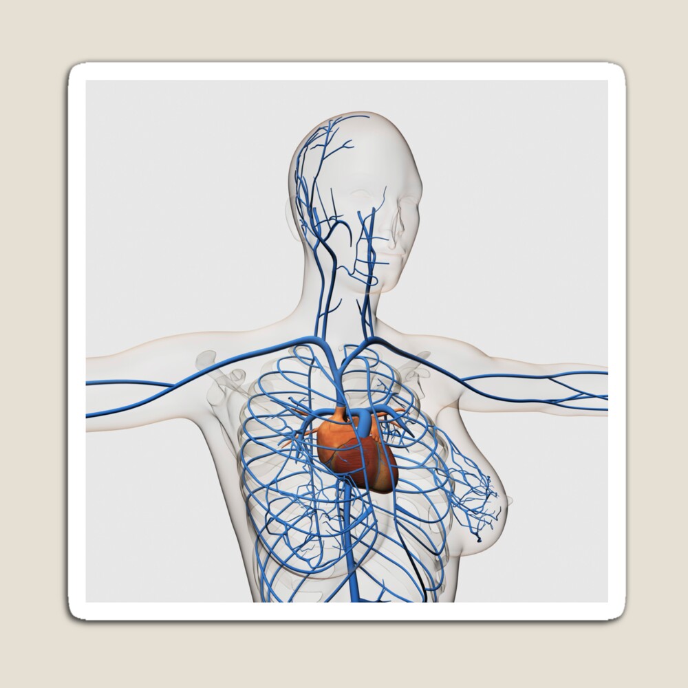 Anatomy of the Chest – Female Anterior – Artery Studios – Medical
