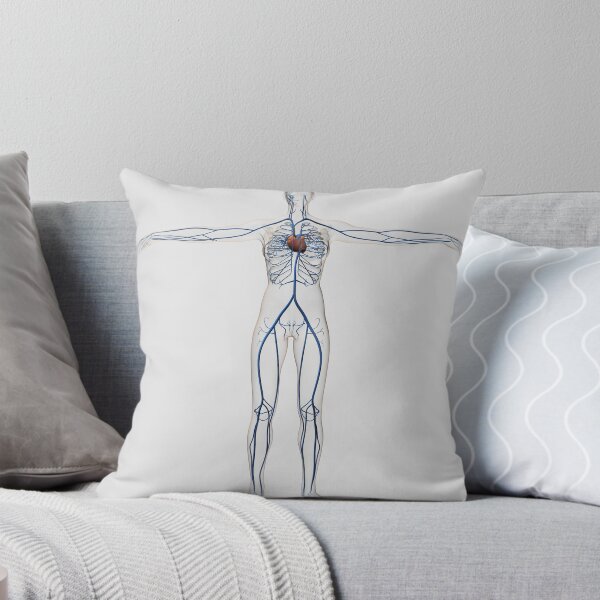 Item preview, STK700272H-Medical illustration of female circulatory system with heart and veins. designed and sold by StocktrekImages.
