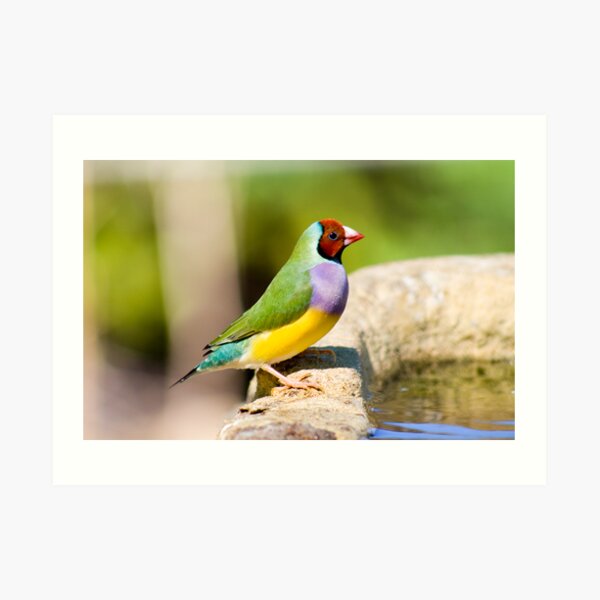 Rainbow Finch Art Print
