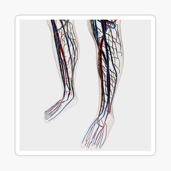 Кровеносная система нижних конечностей человека схема расположения "3D rendering of human lymphatic system with skeleton." Sticker for Sale by Stoc