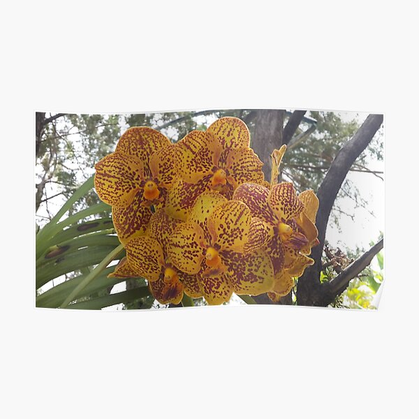 Poster « Orchidée Vanda violette et blanche en pleine floraison », par  NatalieKRose | Redbubble