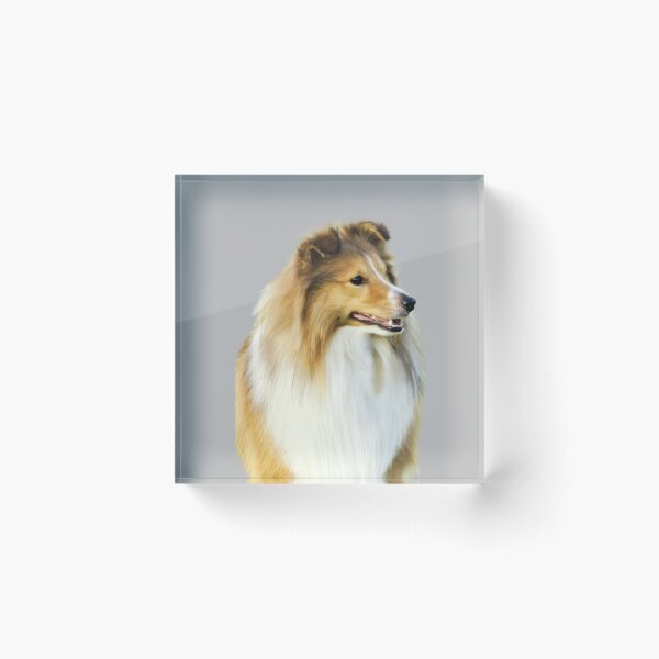 Item preview, De Chien De Berger Shetland Sheepdog, Cute Sheltie Dog, Funny Sheltie Owner Lover designed and sold by DesignVertex.