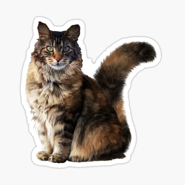 Item preview, MAINE COONE - WORLD'S LARGEST DOMESTIC CAT designed and sold by Danicus666.