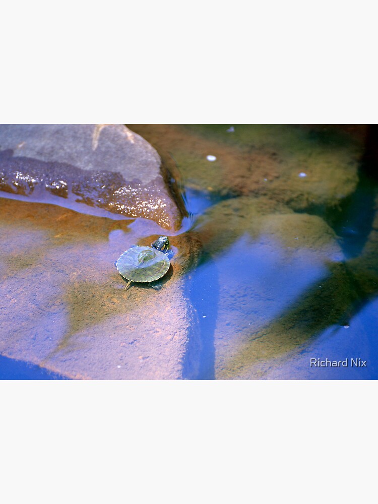 The Littlest Turtle