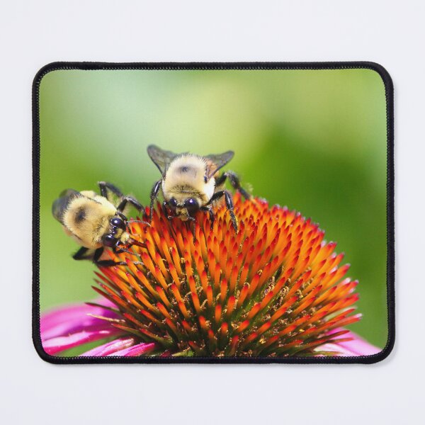 Item preview, 2 Bees on an Echinacea Flower designed and sold by KaitlynPaints.