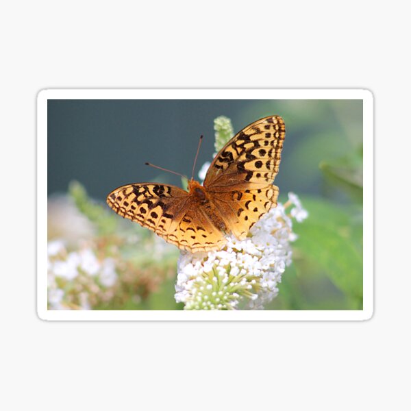 Great Spangled Fritillary Butterfly Sticker