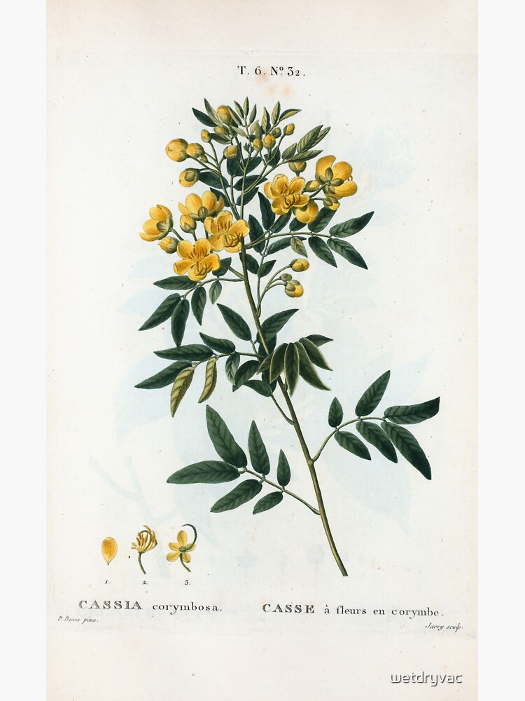 Traité des Arbres et Arbustes 0054 Cassia corymbosa Casse à fleurs en corymbe by wetdryvac