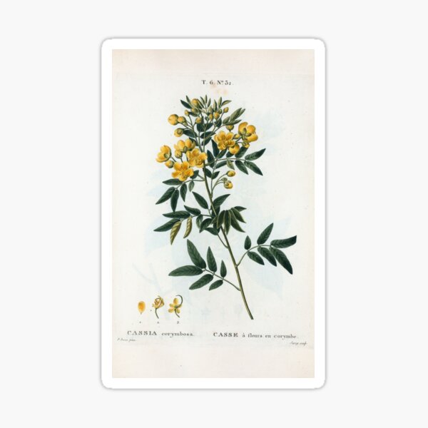 Traité des Arbres et Arbustes 0054 Cassia corymbosa Casse à fleurs en corymbe Sticker
