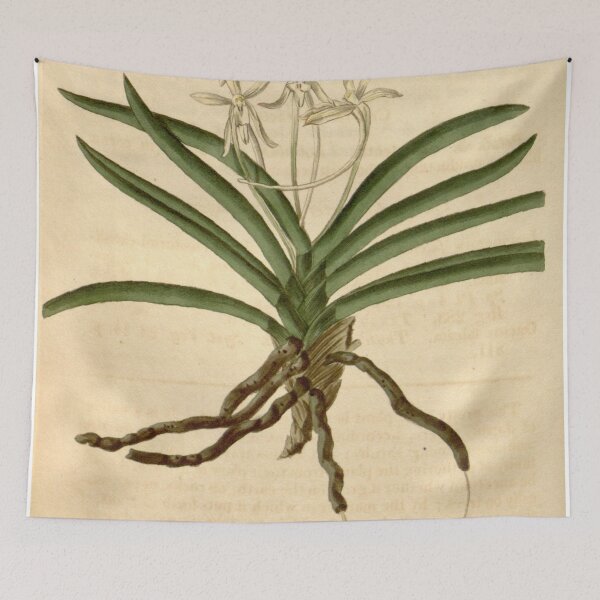 Item preview, Vanda falcata (as Limodorum falcatum) Curtis' 46 pl. 2097 (1819) designed and sold by EsotericBotanic.