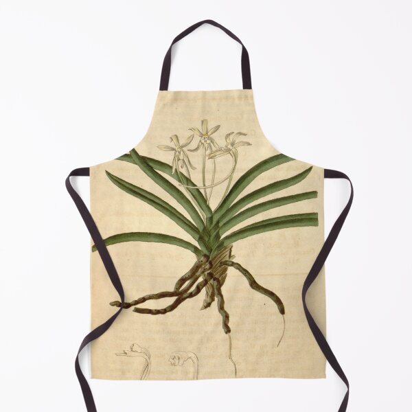 Item preview, Vanda falcata (as Limodorum falcatum) Curtis' 46 pl. 2097 (1819) designed and sold by EsotericBotanic.