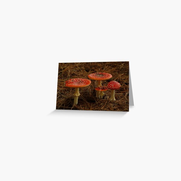 Red Fungi,Otway Ranges Greeting Card