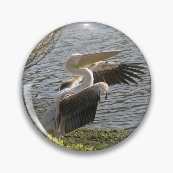 Item preview, Pelican Round Of Applause Photograph designed and sold by naturegallery.