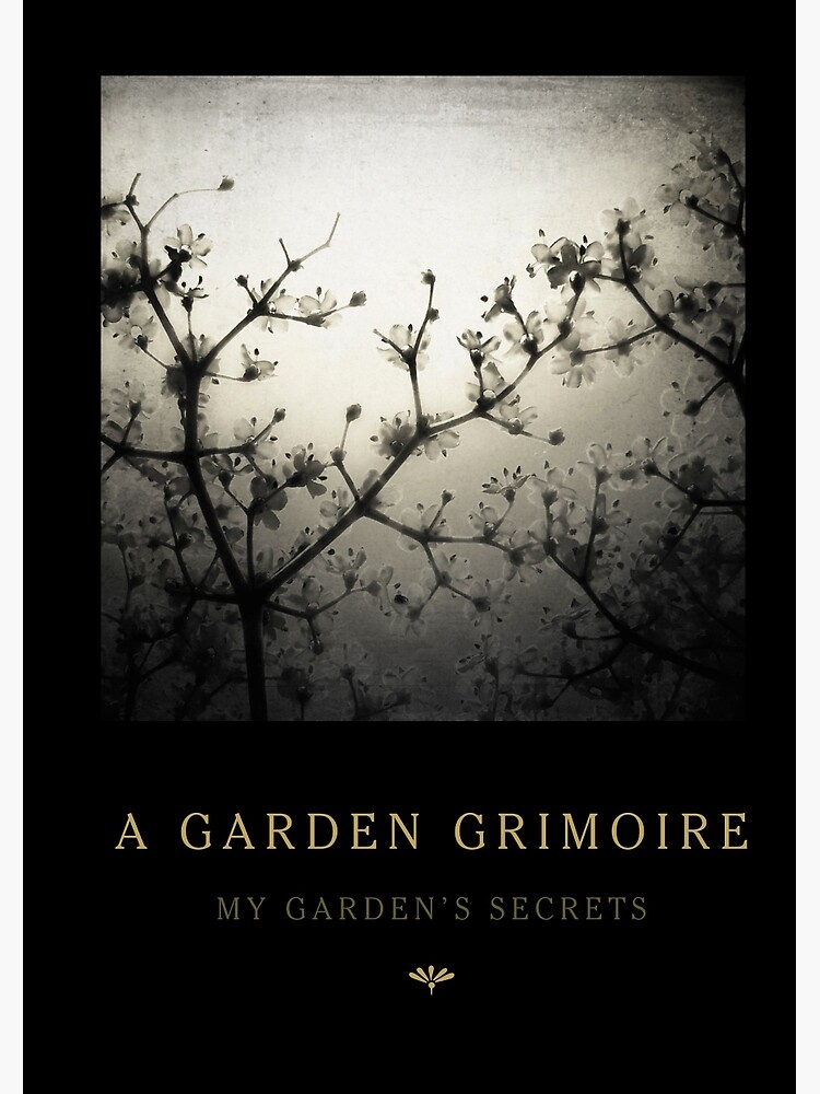 Garden Journal: Elderflowers by Wytchery