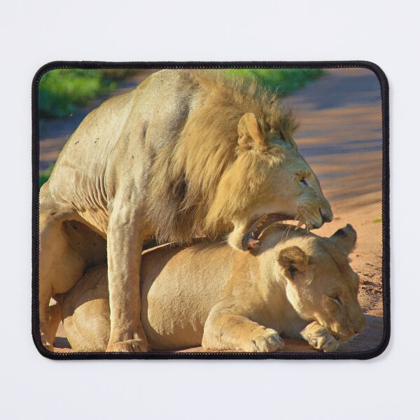Item preview, Lions in romance designed and sold by Momo-Stores.
