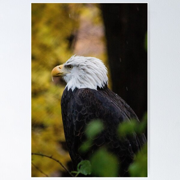 Item preview, Bald Eagle designed and sold by Grettera.