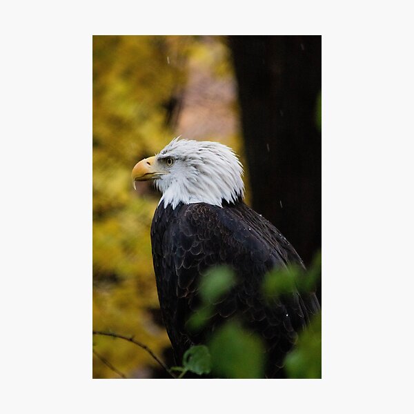 Item preview, Bald Eagle designed and sold by Grettera.