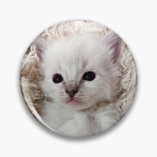 Item preview, Cute lynx ragdoll kitten  designed and sold by Fluffycat2020.