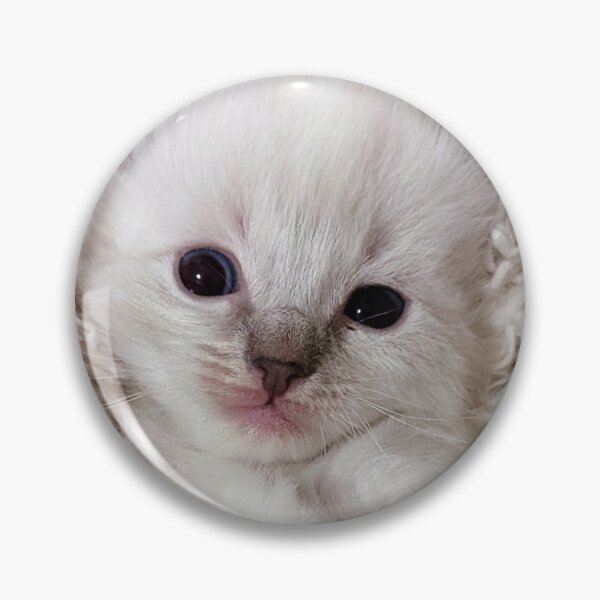 Item preview, Cute lynx ragdoll kitten  designed and sold by Fluffycat2020.