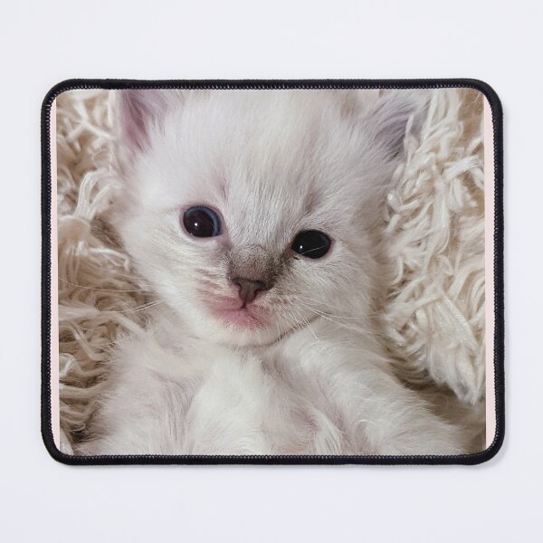 Item preview, Cute lynx ragdoll kitten designed and sold by Fluffycat2020.
