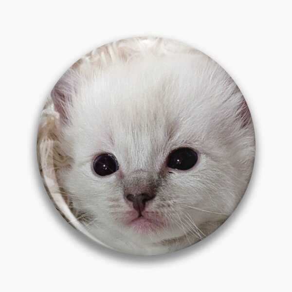Item preview, Cute lynx ragdoll kitten  designed and sold by Fluffycat2020.
