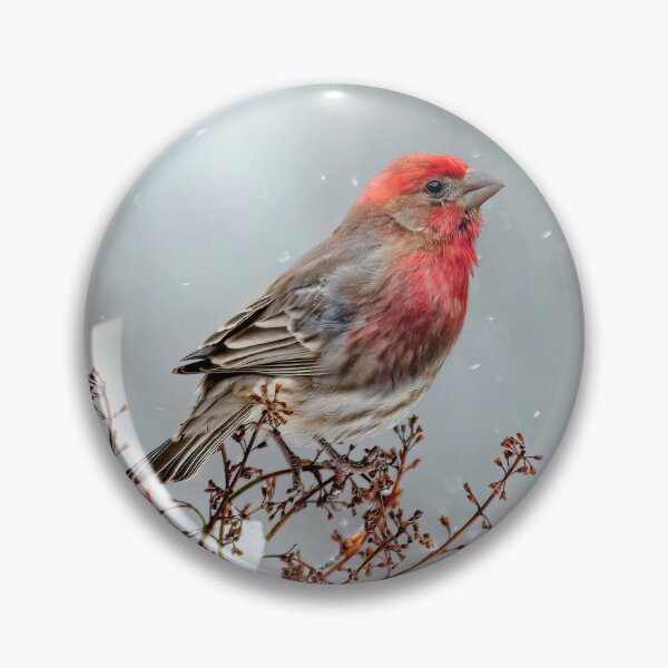 Item preview, House Finch in Snow Photograph designed and sold by alpendesigns.