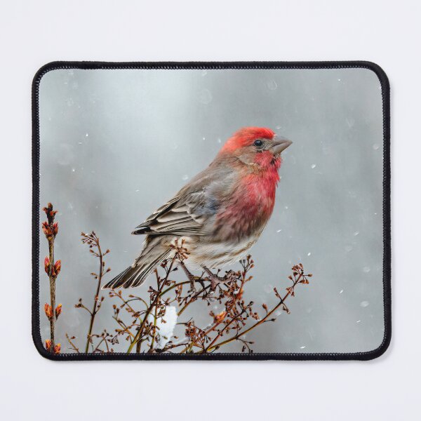Item preview, House Finch in Snow Photograph designed and sold by alpendesigns.