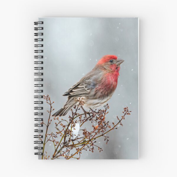 Item preview, House Finch in Snow Photograph designed and sold by alpendesigns.