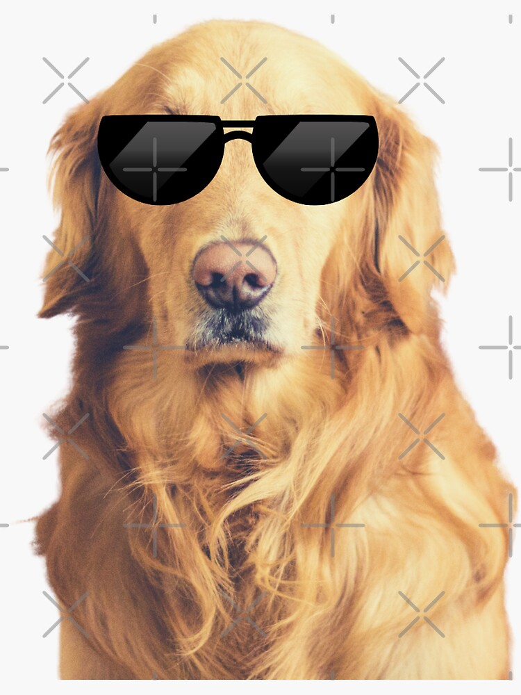 "Cute lab with sunglasses" Sticker for Sale by Printcey Redbubble
