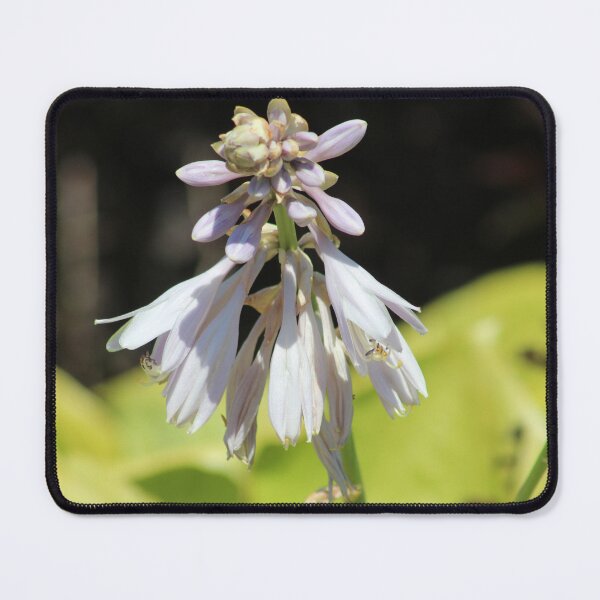 Item preview, August Lily designed and sold by Krystina Starks.