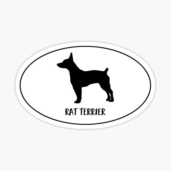 Rat Terrier Docked Tail Dog Classic Breed Silhouette Oval Sticker Sticker