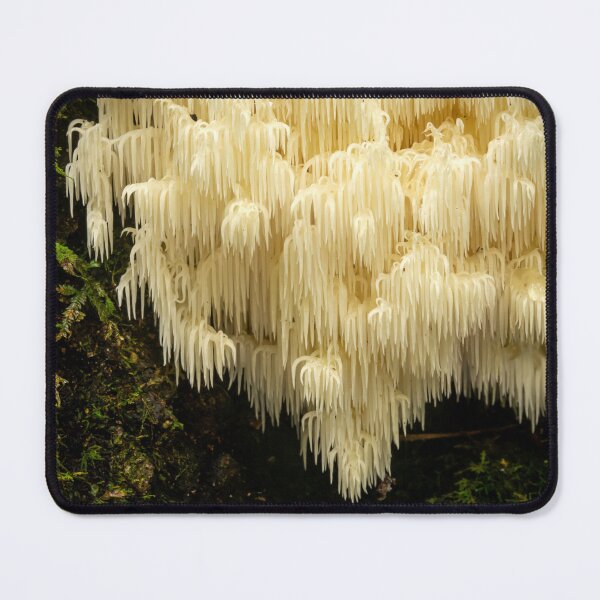 Item preview, Hiricium sp. Spine Coral Fungi designed and sold by Bruce Reardon.