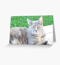 Cat Greeting Card