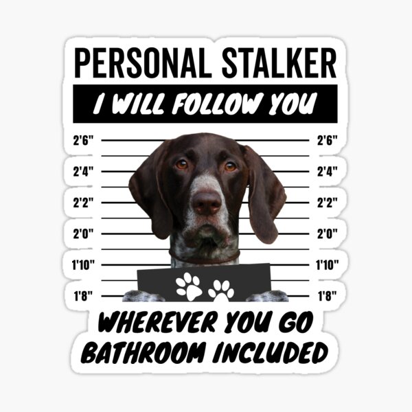 Artikel-Vorschau von Persönlicher Stalker-Hund – Deutscher Kurzhaar mit leberfarben-weißen Häkchen, designt und verkauft von More Cute Dogs.
