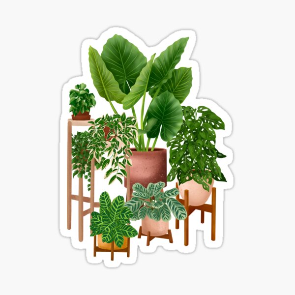 Potted Plants Collection Aesthetic