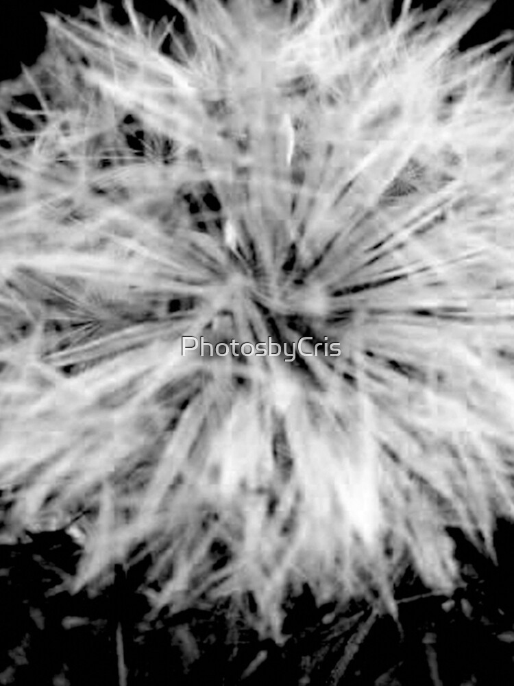 Dandelion by PhotosbyCris