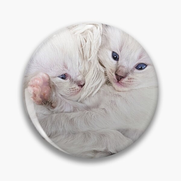 Item preview, Sweet ragdoll kittens kissing and cuddling in bed designed and sold by Fluffycat2020.