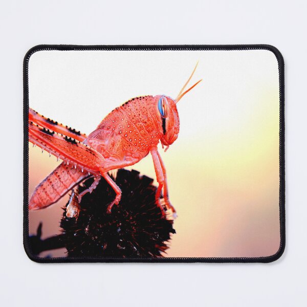 Item preview, Mosquito photo with high resolution quality designed and sold by Allyouneed-2.
