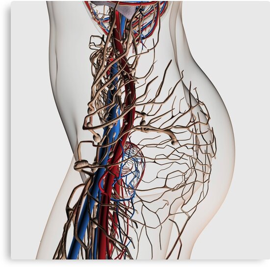 "Medical illustration of arteries, veins and lymphatic ...