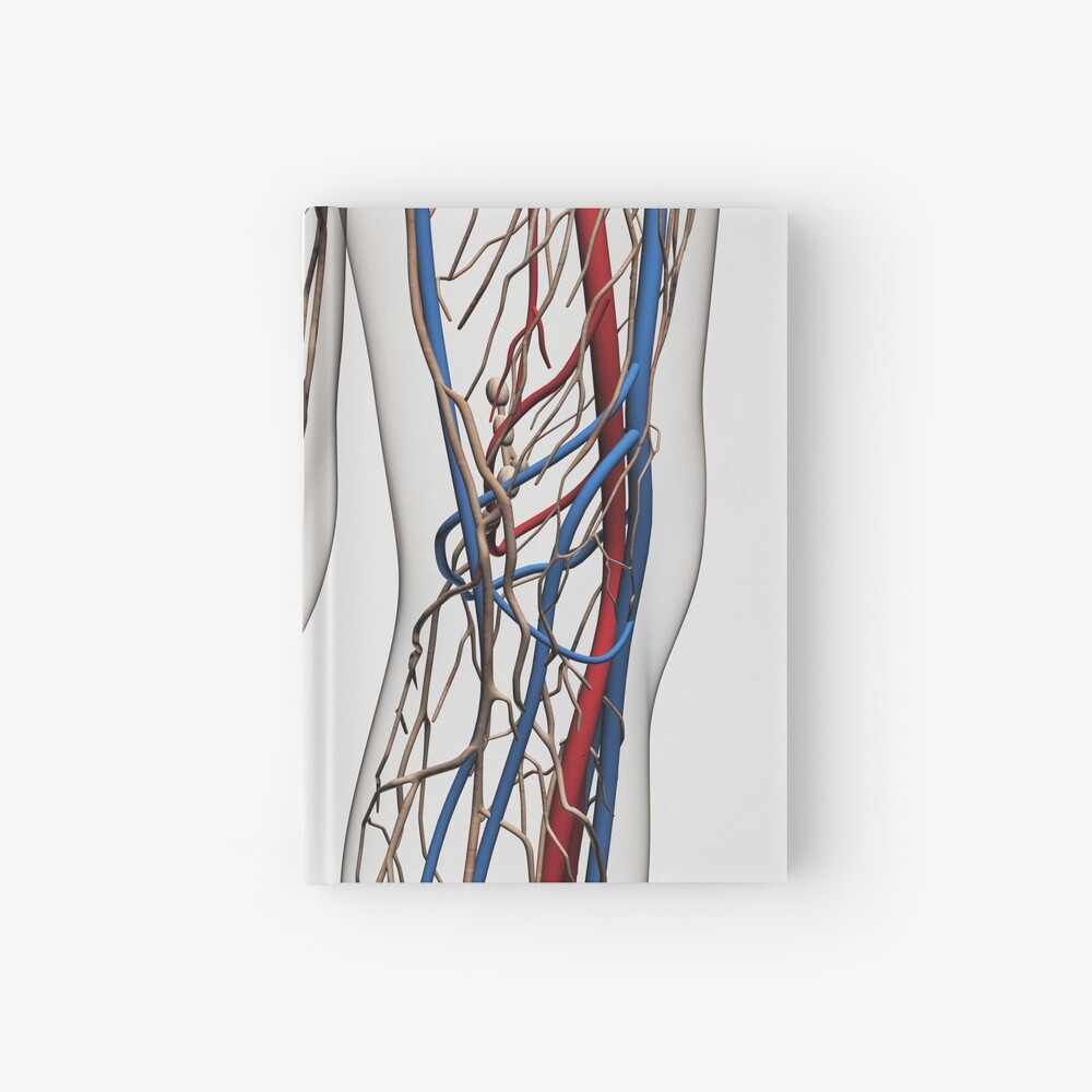 Medical Illustration Of Arteries Veins And Lymphatic System In Human