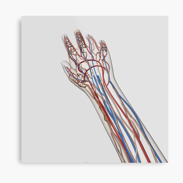 Radial Artery Metal Prints Redbubble