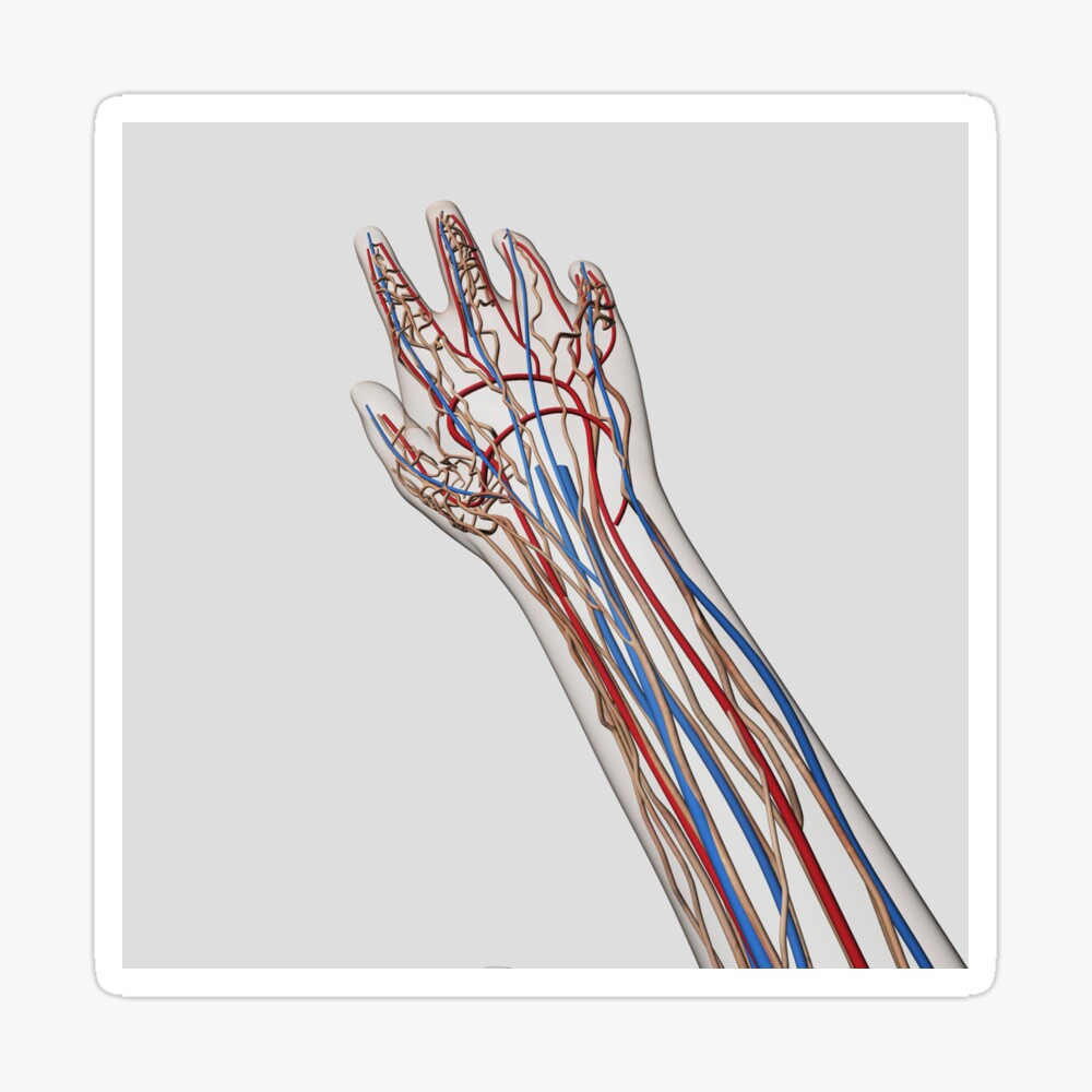 Medical Illustration Of Arteries Veins And Lymphatic System In Hand And Arm Poster By Stocktrekimages Redbubble