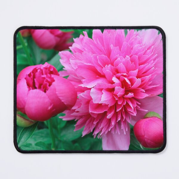 Item preview, Pink Peony Flower with Flower Buds designed and sold by KaitlynPaints.