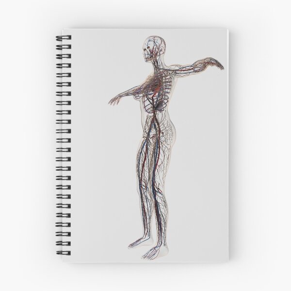 Item preview, STK700287H-Medical illustration of female arteries, veins and lymphatic system. designed and sold by StocktrekImages.