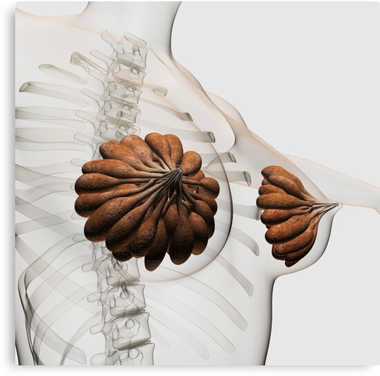 "Close-up of mammary glands in the female reproductive system." Canvas