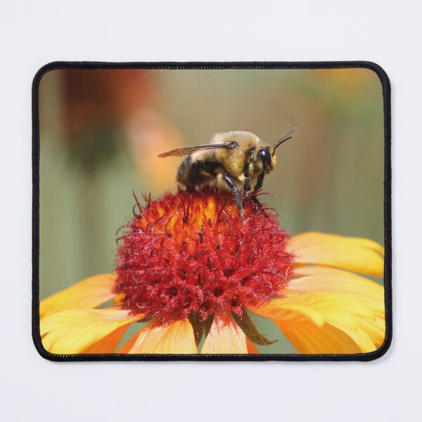 Item preview, Bumble Bee Sitting on a Yellow Flower designed and sold by KaitlynPaints.