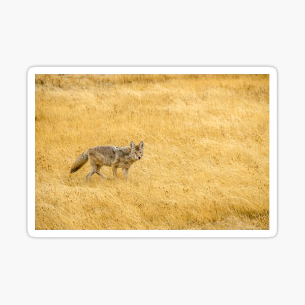 Yellowstone Coyote Sticker For Sale By Mtsue Redbubble 3275